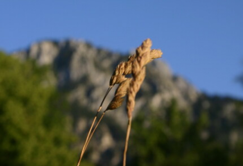Test Alt-Text